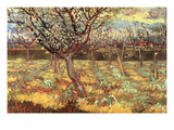 Apricot Trees in Blossom