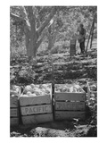 Harvesting Pears