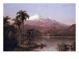 Tamaca Palms