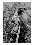 Picking Pears