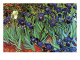 Irises