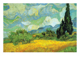 Cypresses