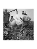 Cotton Weighing