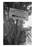 Hop and Berry Fields