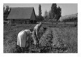 Couple Digging their Sweet Potatoes