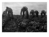 Filipinos Cutting Lettuce