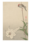 Small Bird on Lily Plant