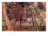 Study of Pine Trees