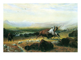 The Last Buffalo