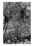Picking Pears