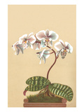 Phalenopsis Schilleriana
