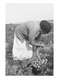 Mexican Migrant Woman Harvesting Tomatoes