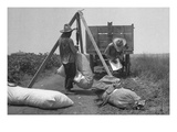 Cotton Weighing