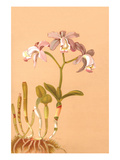 Cattleya Loddigesi Ii
