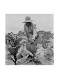 Worming Tobacco