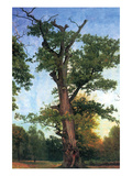 Pioneers of the Forest
