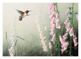 Rufous Hummbrd/Fxglve