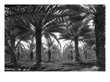 Date Palms