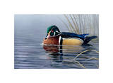 Male Wood Duck