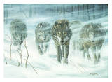 Wolfpack In Snowstorm