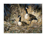 Lifetime Mate- Geese