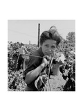 Portrait of a Migratory Boy Picking Hops