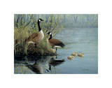 Geese In Spring