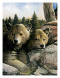 Brown Bear Cubs