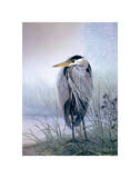 Brooding Heron