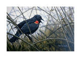 Red Winged Black Bird