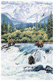 Brown Bear- Expectations