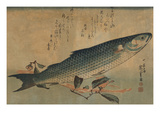 Striped Mullet