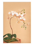 Phalenopsis Stuartiana; Philippine Orchid