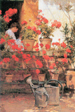 Red Geraniums