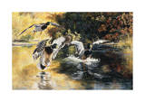 Golden Pond Mallards