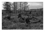 Clearing the Forest