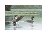 Loon Family