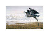Heron & Sandpipers