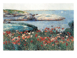 Poppies  Isle of Shoals