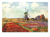 Tulips of Holland