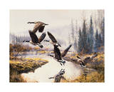 Geese- Fall Flight