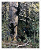 Black Bear Family