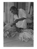 Black Sharecropper Sorts Tobacco Leaves