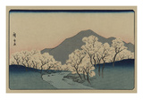 A Grove of Cherry Trees (Sakura Namiki Zu)
