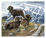 Rocky Mountain Spring