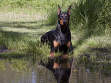 Black Doberman with Reflection