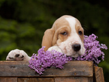 Basset Hound Pluppy