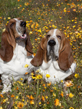 Basset Hounds in Wildflowers