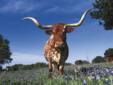 Texas Longhorn in Bluebonnets  Texas