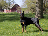 Black Doberman in Spring